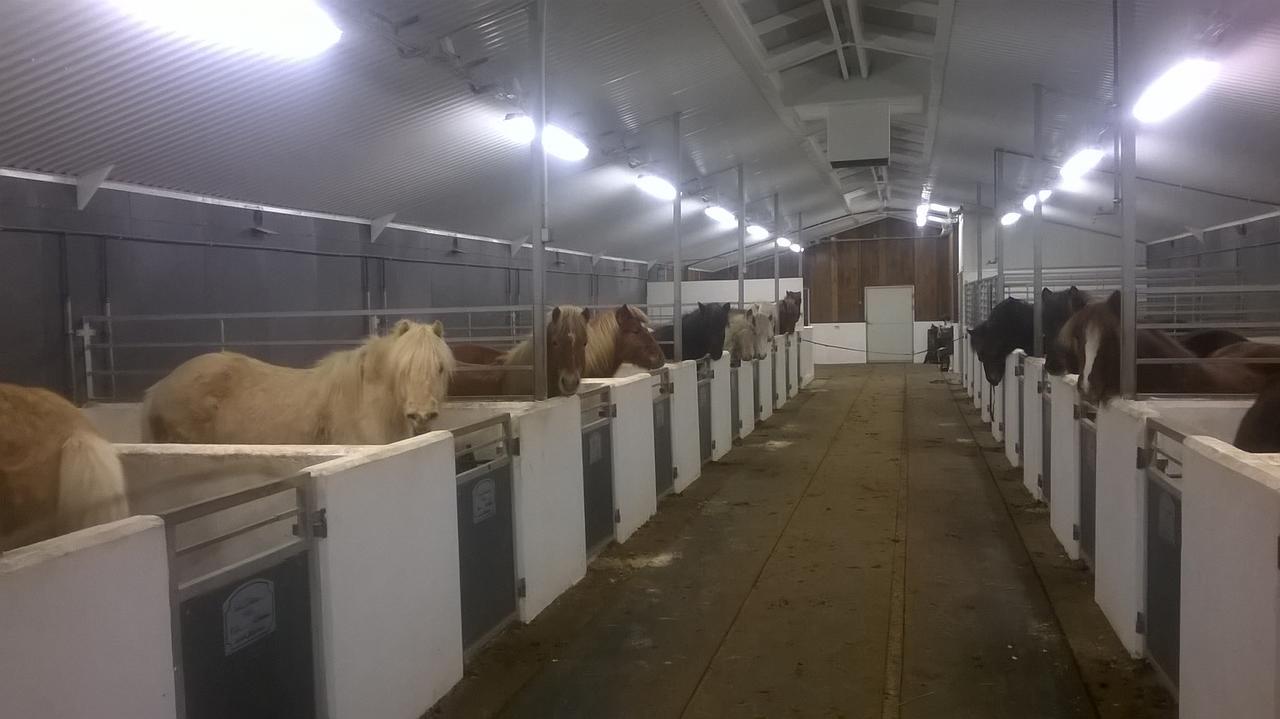 אקורירי Glaesibaer 2 Guesthouse And Horsefarm מראה חיצוני תמונה